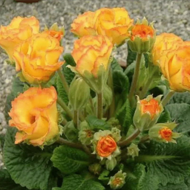 Gelbe Rose Primula Samen 🌻