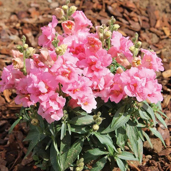 Antirrhinum Twinny Rose F1 Samen