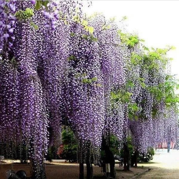 20 Stück lila Glyzinienblumensamen Wisteria Sinensis DIY Hausgarten Hofpflanze