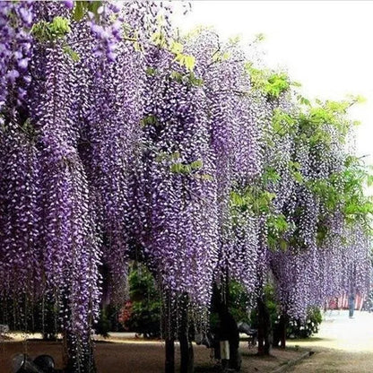 20 Stück lila Glyzinienblumensamen Wisteria Sinensis DIY Hausgarten Hofpflanze