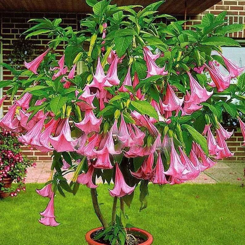 50 Stück/Beutel Datura Brugmansia Samen Topfpflanze Bonsai Trompeten Engel Blumensamen