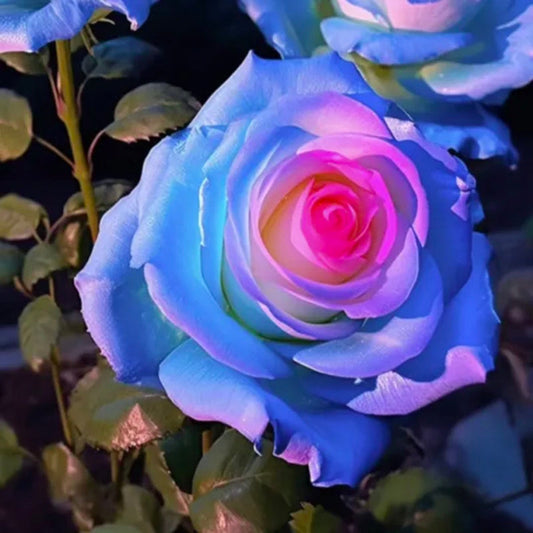 Seltene Tasche Blau Rosa Rose Samen - Verführerisch duftende Pflanzen und blühende Schönheit! 🌹💙💖