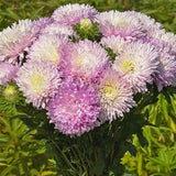 Rosa weiße Aster 50 Samen