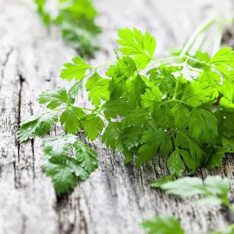 Kerbel Samen - Eine Zarte und Würzige Ergänzung für Ihren Kräutergarten! 🌱🌿