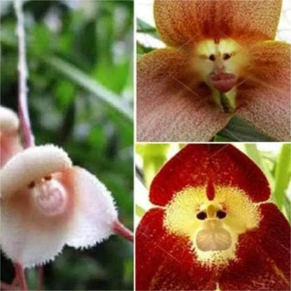 200 Pflanzensamen der Affengesicht-Orchidee