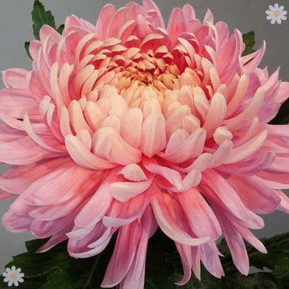 Süße rosa Helichrysum-Strohblumensamen