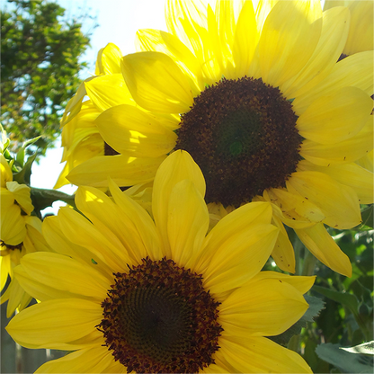 Sonnenblume, Bio-Zitronenkönigin