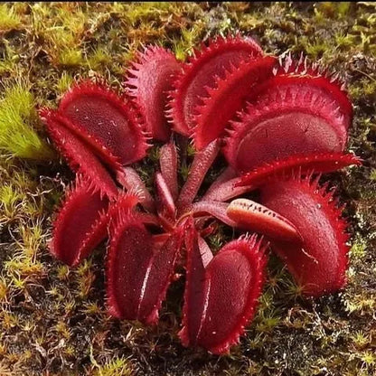 VENUSFLIEGENFALLENSAMEN, PFLANZSAMEN, INSEKTENFRESSANLAGE, 100 SAMEN