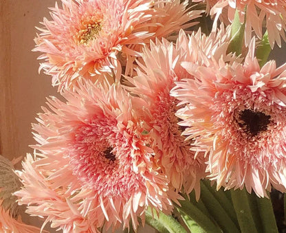 Pink Gentle Gerbera jamesonii Samen