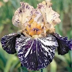 🔥Verschiedene Iris, Erbstück-Iris🌱Blumenzwiebeln Pflanzen