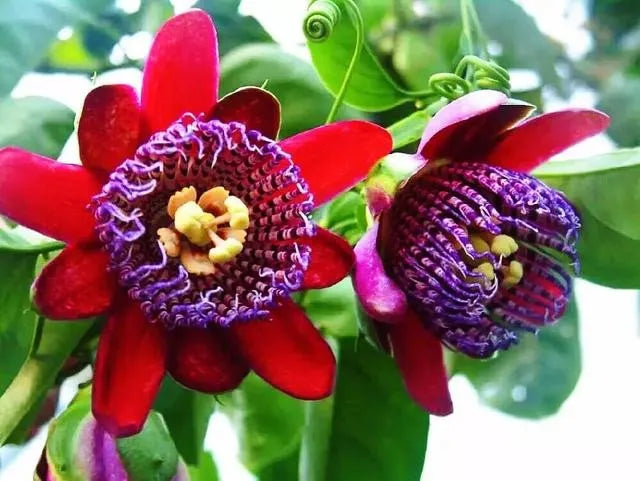 Leidenschaftsblumensamen Garten Seltene Passiflora Incarnata Obst Pflanzen Samen