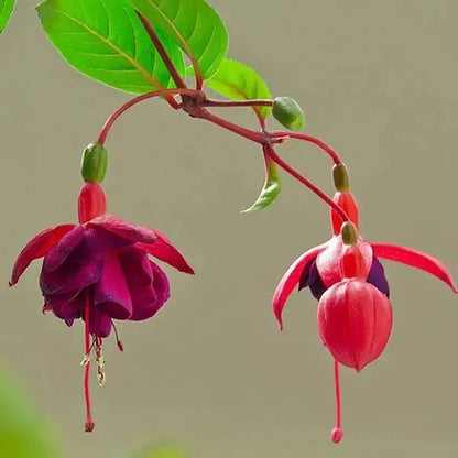 Fuchsia Hybrida Voss Seeds Die Feenblume