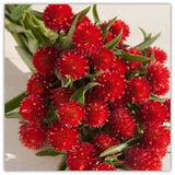 Gomphrena Rote Blumensamen