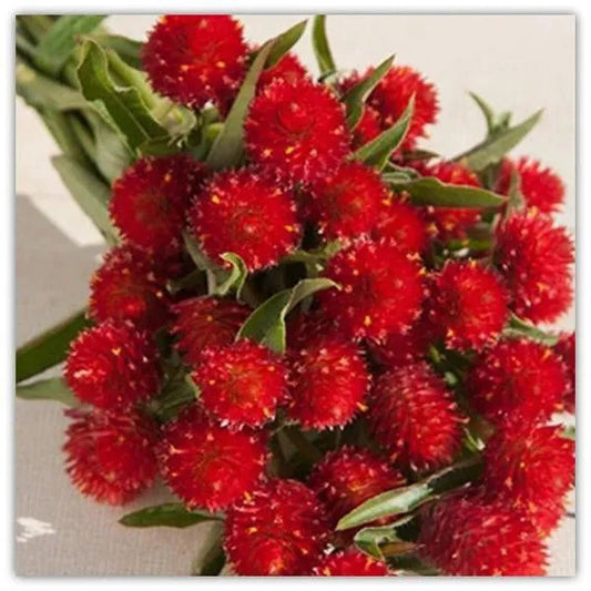 Gomphrena Rote Blumensamen