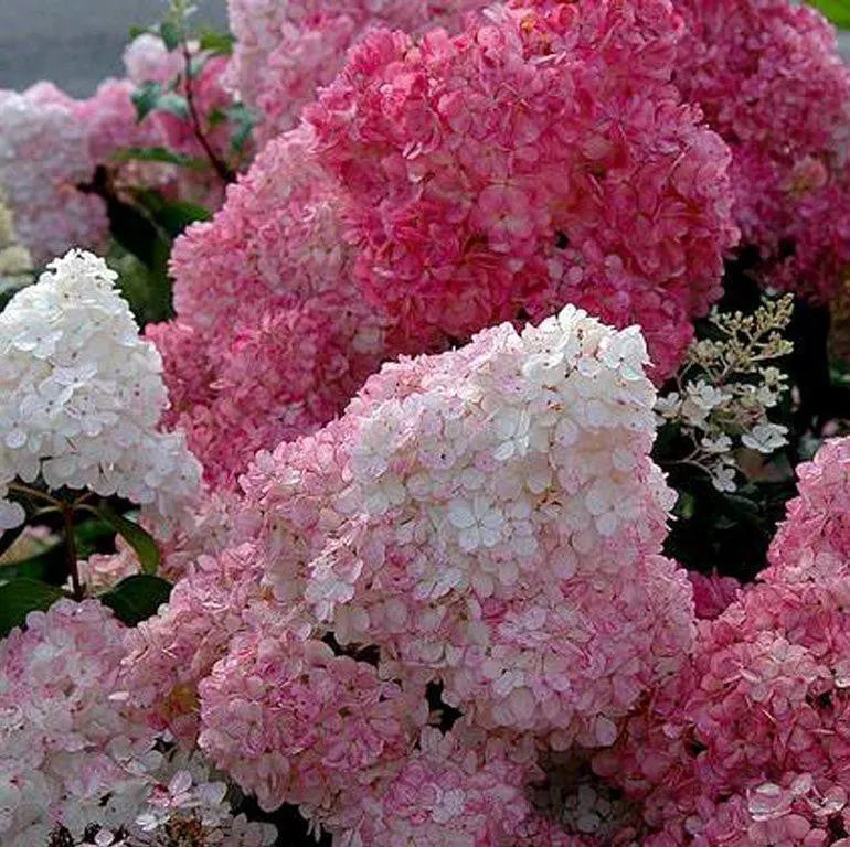 50/100 Stück Hortensienblüten-Samen, gemischte Farbpflanzen, Hausgarten-Blumensamen