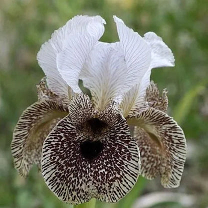 MULTI-VARIETIES IRIS SAMEN, ERBSTÜCK-IRIS, 50 STÜCK/PACKUNG