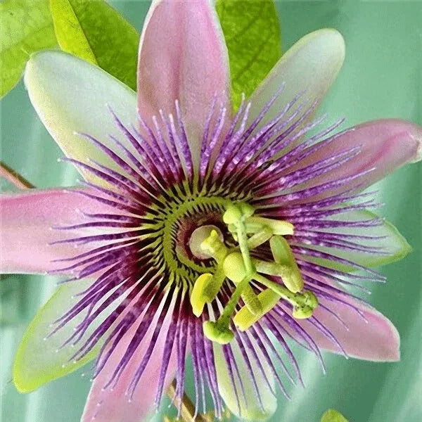 Leidenschaftsblumensamen Garten Seltene Passiflora Incarnata Obst Pflanzen Samen