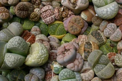 Lebende Steine Samen (Lithops-Arten-Mix) - Das Anbauen von Kakteen / SUKKULENTEN macht Spaß und ist lohnend! - Mehrjährig