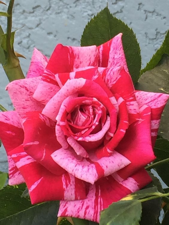 Rote und weiße Miniaturrose - Blumenzauber im Garten 🌹❤️