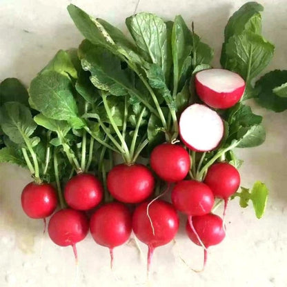 Rettich Cherry Belle - Knackige Frische aus Ihrem Gemüsegarten! 🥕🍒🌱