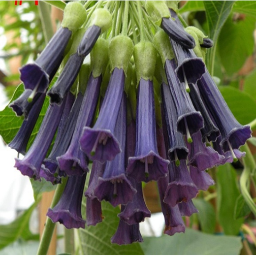 50 Stück/Beutel Datura Brugmansia Samen Topfpflanze Bonsai Trompeten Engel Blumensamen