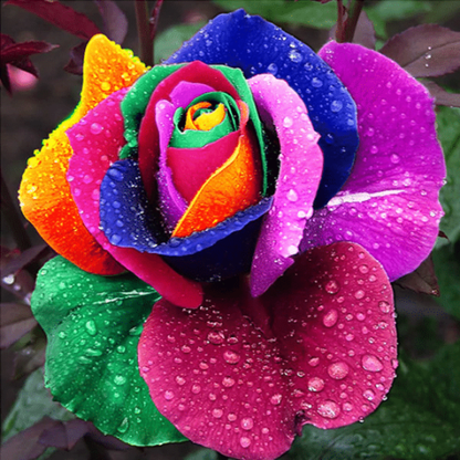 Seltene Holland Rainbow Rosenblumensamen - 🌈🌹