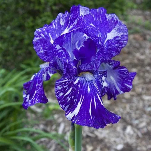 🔥Verschiedene Iris, Erbstück-Iris🌱Blumenzwiebeln Pflanzen