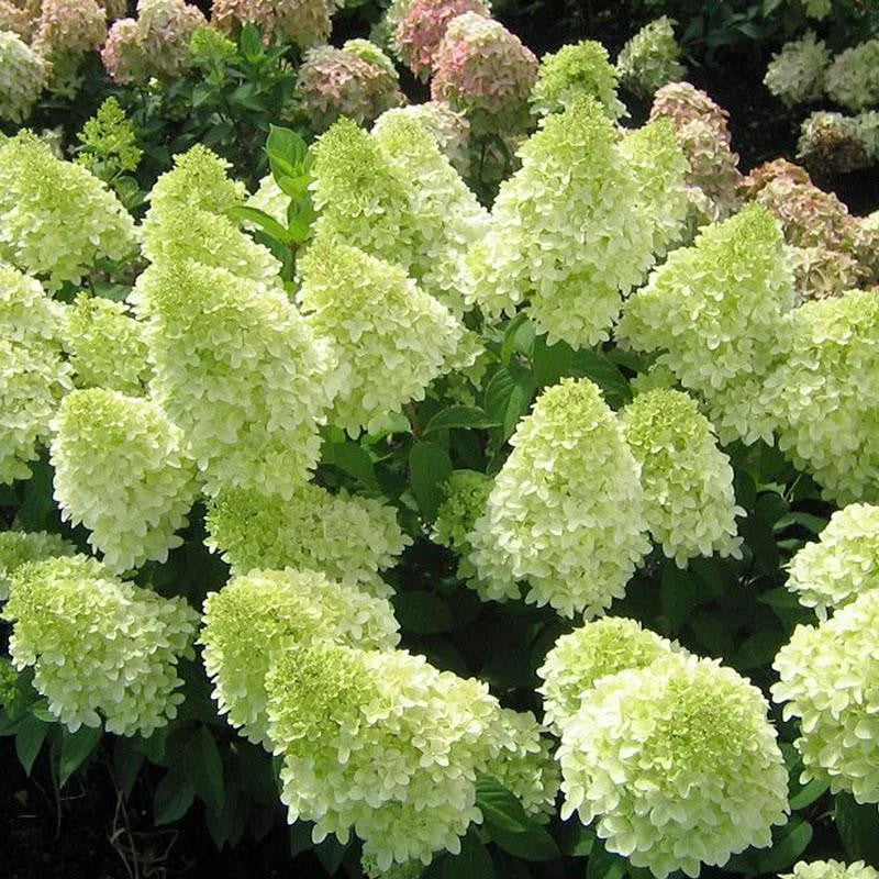 50/100 Stück Hortensienblüten-Samen, gemischte Farbpflanzen, Hausgarten-Blumensamen