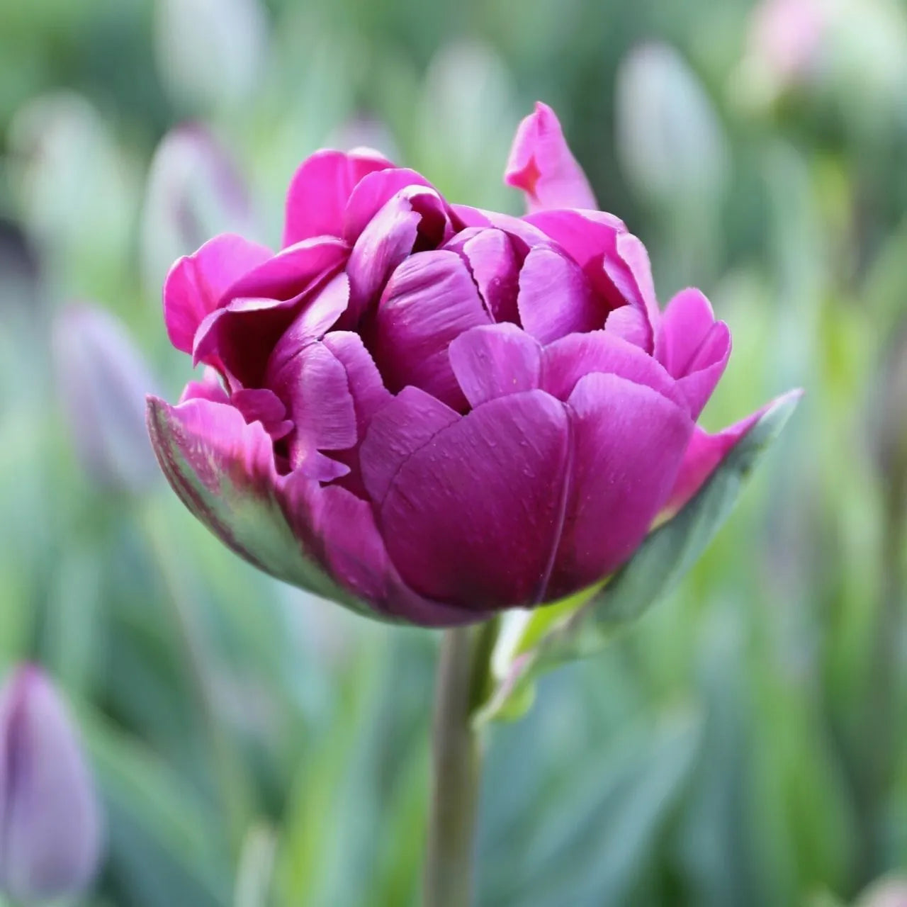 Lila Pfingstrosen-Doppel-Spätblüher-Tulpenzwiebeln