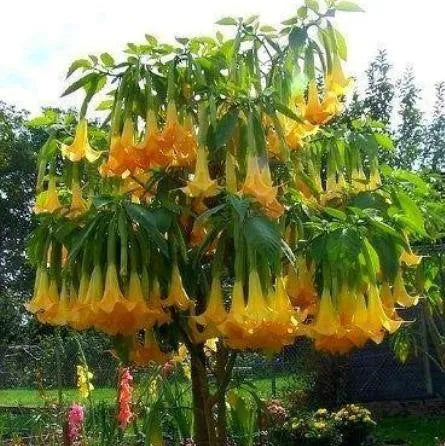 50 Stück/Beutel Datura Brugmansia Samen Topfpflanze Bonsai Trompeten Engel Blumensamen