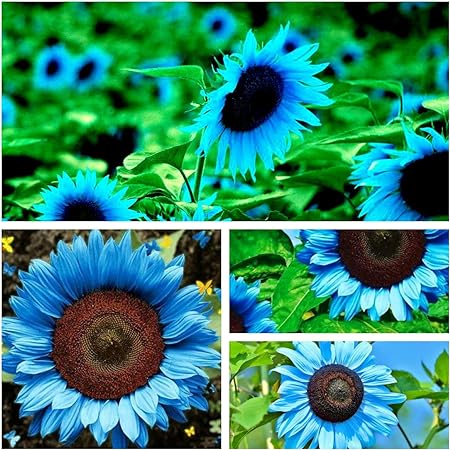 Leuchtend blaue Sonnenblumenkerne