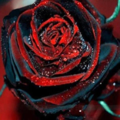 Echter Blut Schwarze Rosen Samen 🌹💫