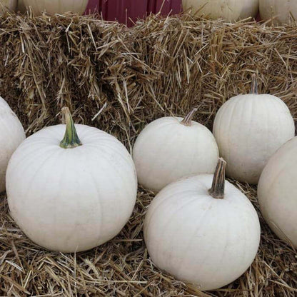 Casper Weiße Kürbiskerne - Ein Geisterhaftes Highlight für Ihren Garten! 👻🌼