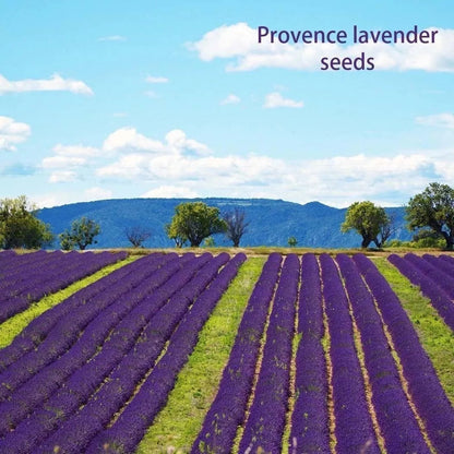 200 STÜCK PROVENCE LAVENDEL SAMEN DUFTENDE BIO-BLUMENSAMEN HEIM GARTEN BONSAI PFLANZE