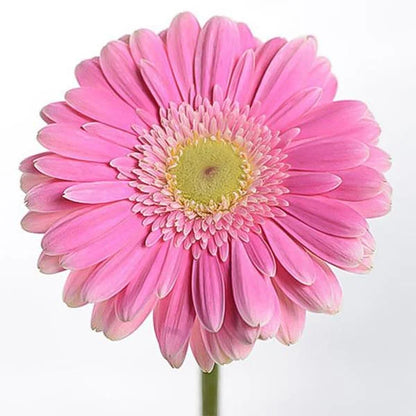 Rosa gefüllte Gerbera-Chrysanthemensamen, Sonnenblumen