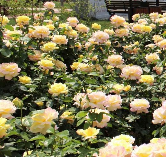 Friedliche Rosen - Der Bote des Friedens 🌹🕊️✨