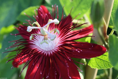 Leidenschaftsblumensamen Garten Seltene Passiflora Incarnata Obst Pflanzen Samen