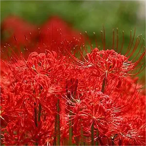 2 Stück Lycorisradiata Blumenzwiebeln