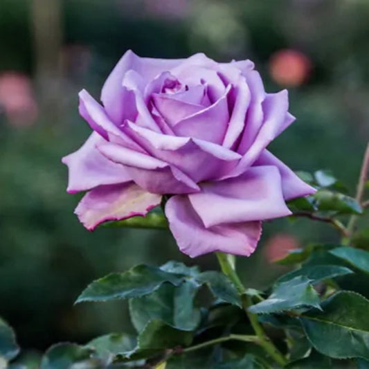 Lavendelrosen Samen - Eine duftende Oase der Schönheit und Gelassenheit 🌹💜