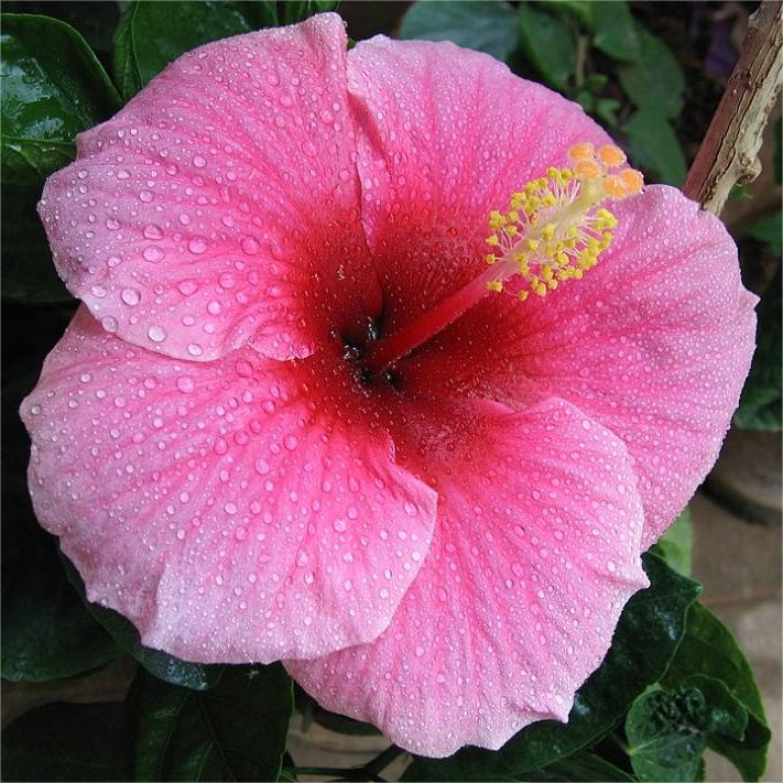 Riesige Ombre-Hibiskus-Samen mit exotischen Korallenblüten