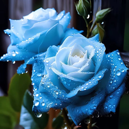 🌿🌹 Gefrorene Eiskristall Blaue Rosen Samen - Ein Hauch von Magie für Ihren Garten! ❄️🌹