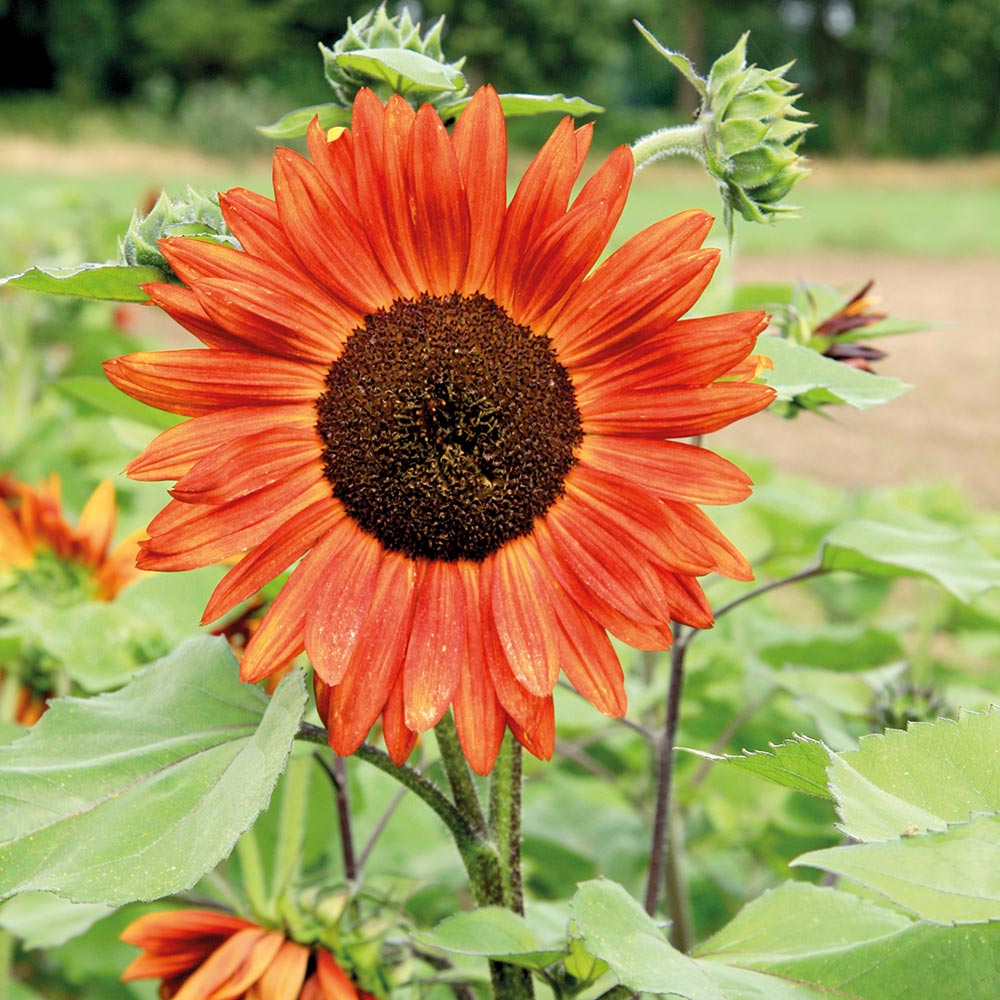 50 Stück Velvet Queen Sonnenblumenkerne