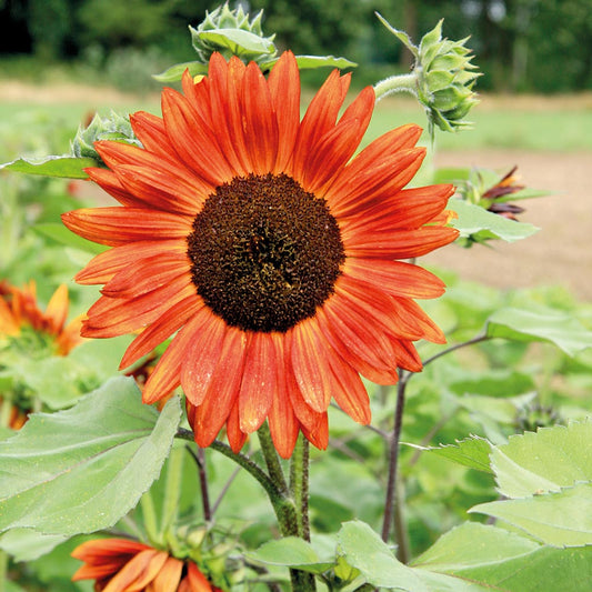 Bio-Sonnenblumenkerne