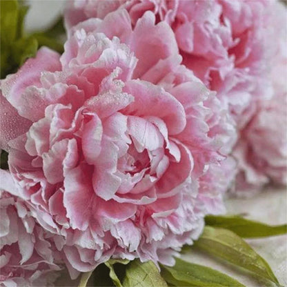 10 Stücke Chinesische Pfingstrose Blumensamen Mehrjährige Paeonia Suffruticosa Bonsai Pflanzen Hausgarten