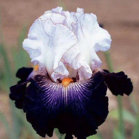 MULTI-VARIETIES IRIS SAMEN, ERBSTÜCK-IRIS, 50 STÜCK/PACKUNG