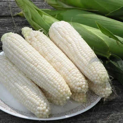 Zuckerkorn Freedom MXR F1 - Süße Freude aus Ihrem eigenen Garten! 🌽🌱