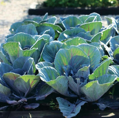 Early Thunder F1 Weißkohl - Frühe Ernte, reiche Erträge! 🥬⚡🌱