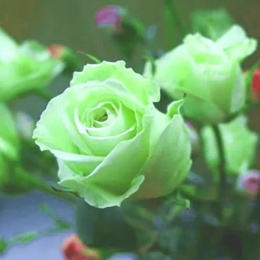 🌿🌹 Grüne Rosen Blumensamen - Bringen Sie mit unseren hochwertigen Samen die erfrischende Schönheit von grünen Rosen in Ihren Garten! 🌹🌿