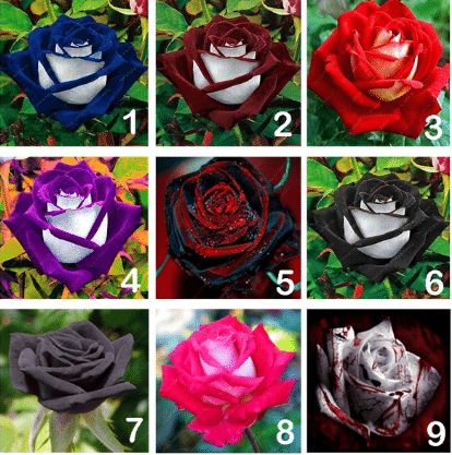 🌹🌷 20 Stück/Packung Seltene Zweifarben-Rosenblumensamen 🌷🌹