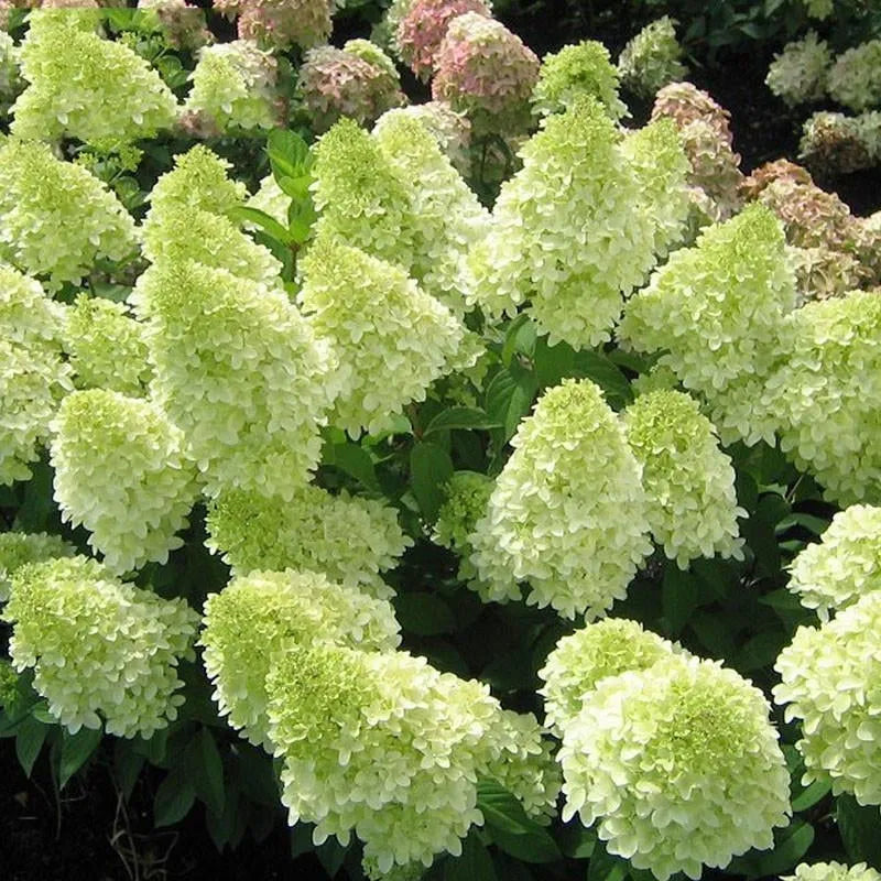 50/100 Stück Hortensienblüten-Samen, gemischte Farbpflanzen, Hausgarten-Blumensamen